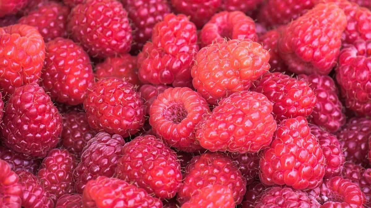 Are Raspberries Pregnancy Safe? The Benefits of Eating Them