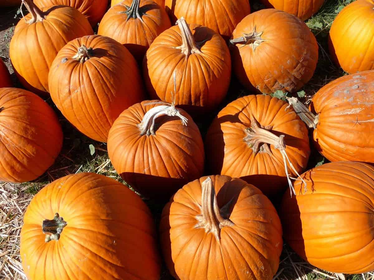Is Pumpkin Safe To Eat During Pregnancy? Seeds, Pie and Leaf