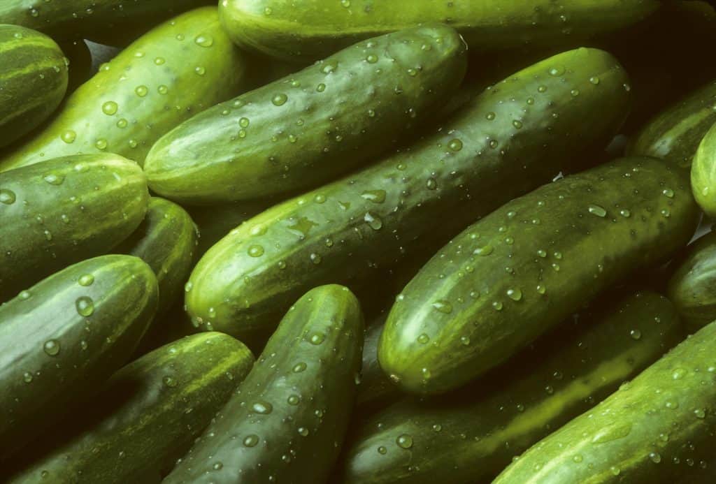 pile of fresh cucumbers with drops of water