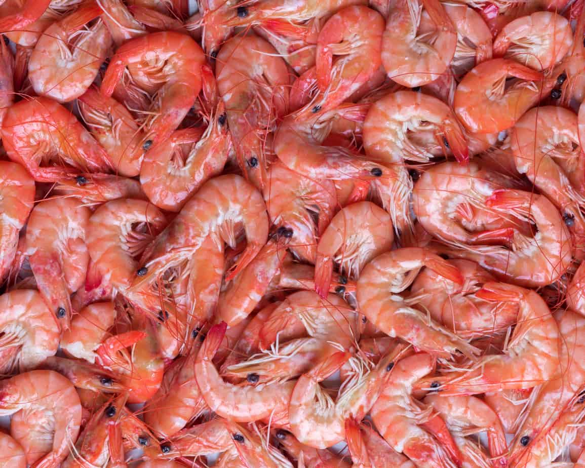 Cold Cooked Shrimp : Cooked Whole Prawns Coldwater Shrimp 908g Frozen ...