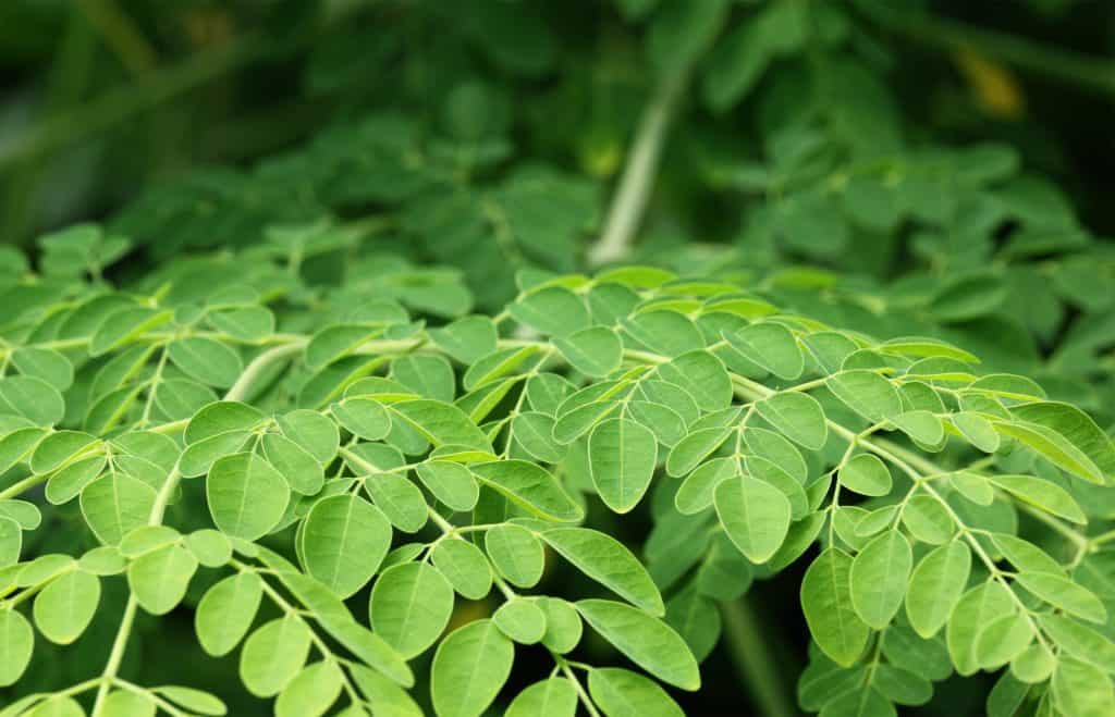 fresh moringa leaves