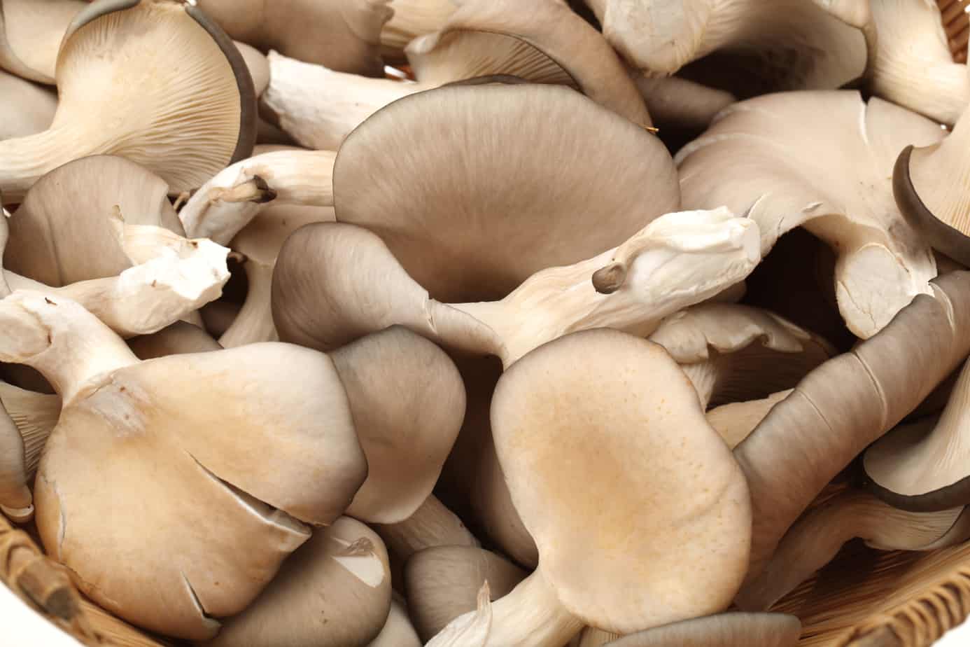 Can Breastfeeding Mother Eat Mushrooms?